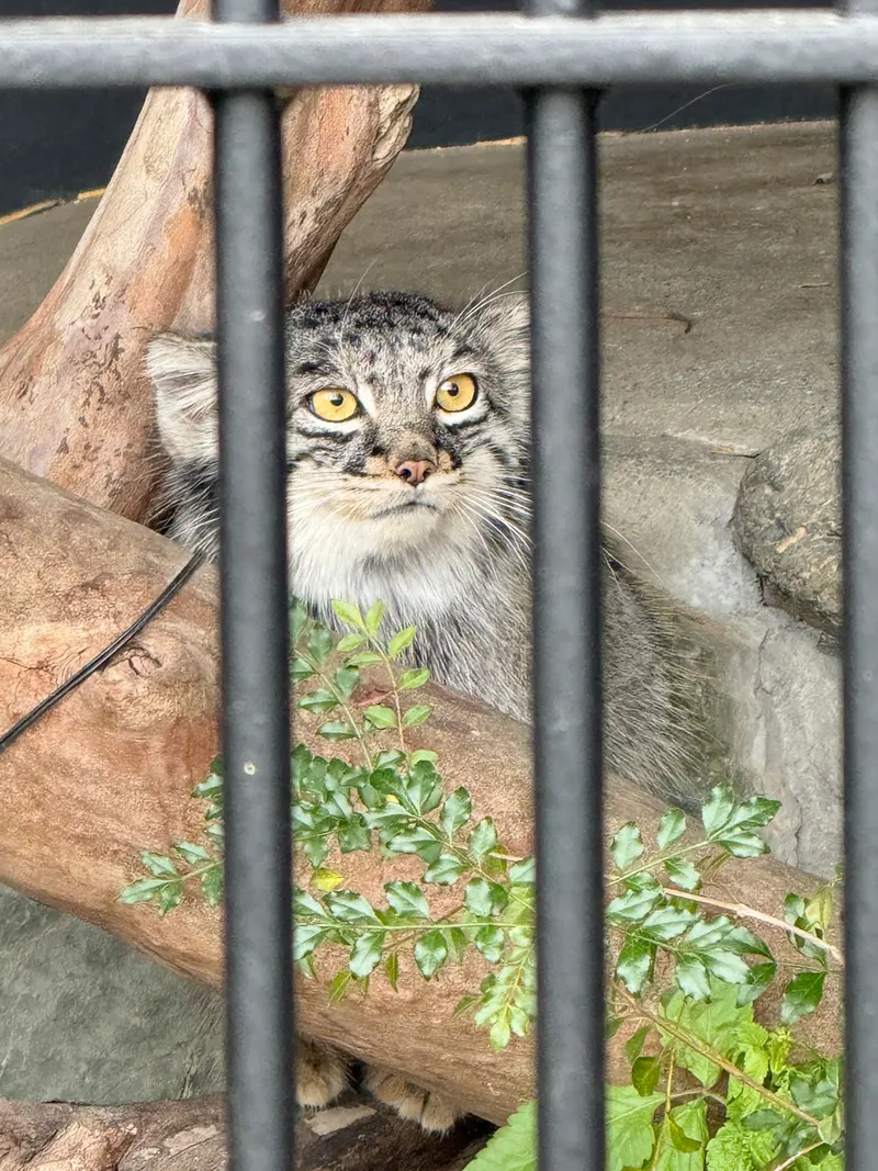 ごかつら池どうぶつパークのメイの写真