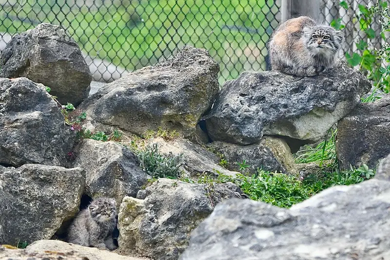 マヌルネコの写真