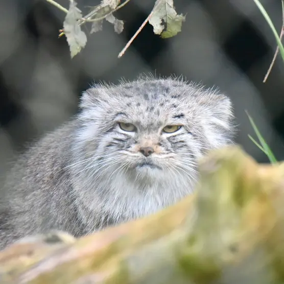 ヘラブルン動物園のスタブシの写真