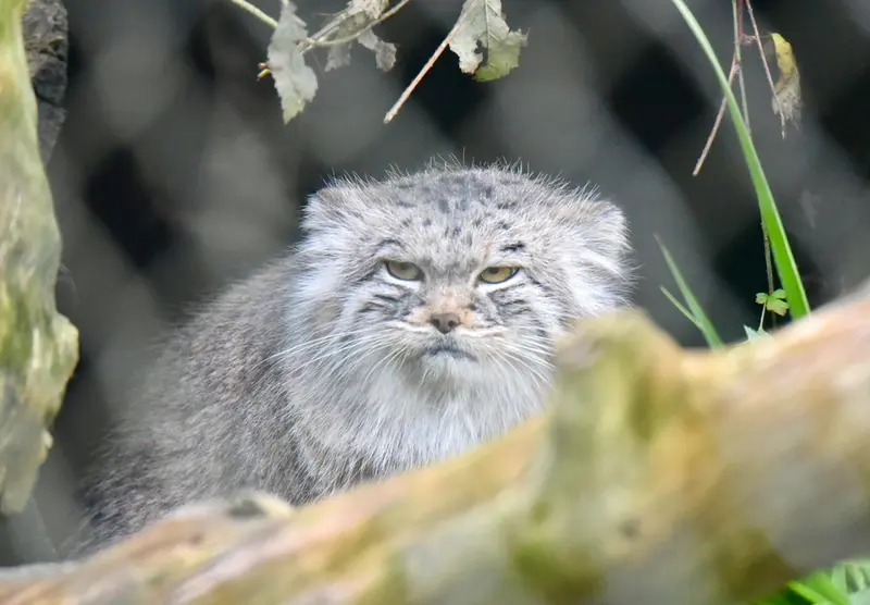 ヘラブルン動物園のスタブシの写真
