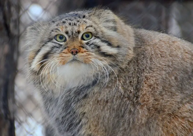 ノヴォシビルスク動物園のゼレノゴルスクの写真