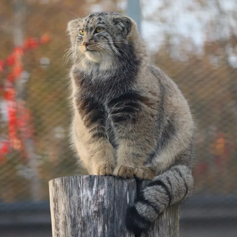 コルケアサーリ動物園のカッティ・マッティの写真