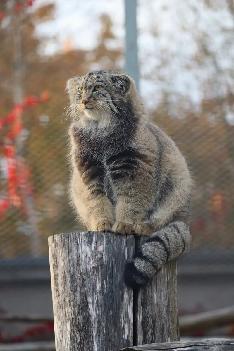 コルケアサーリ動物園のカッティ・マッティの写真