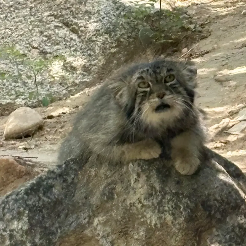 プエブロ動物園のタイ・チーの写真