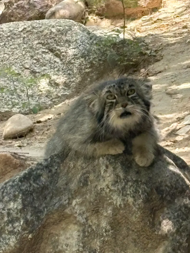 プエブロ動物園のタイ・チーの写真