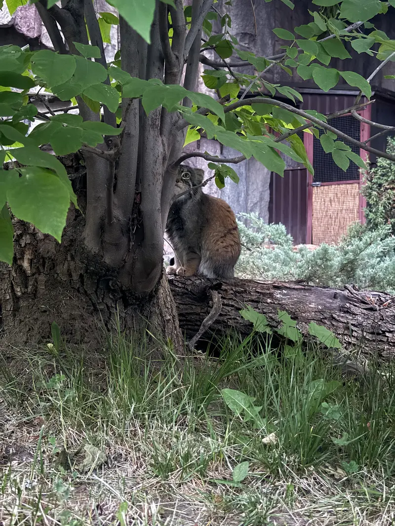 モスクワ動物園のティモフェイの写真