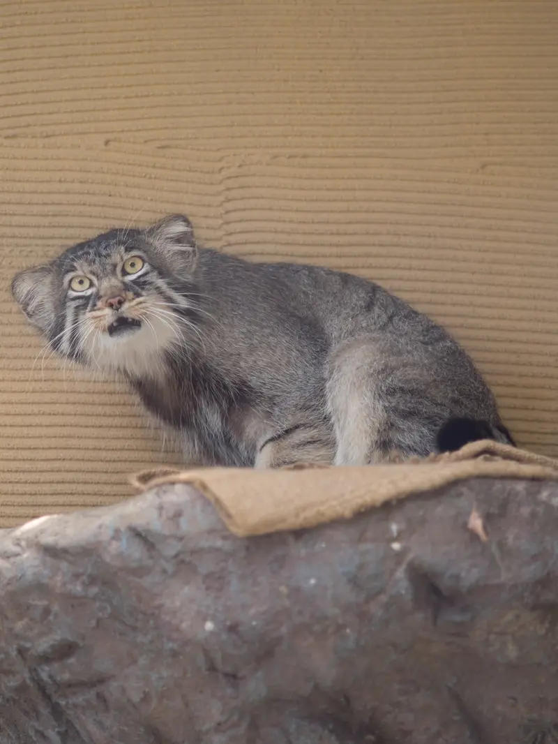 旭山動物園のヒデの写真