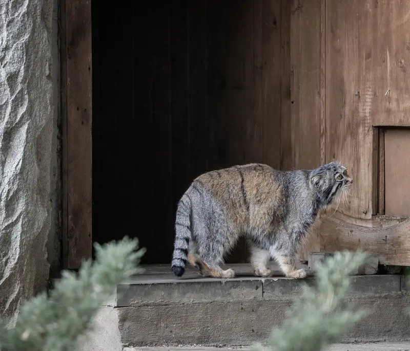 モスクワ動物園のティモフェイの写真