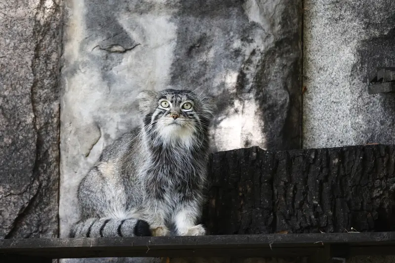 モスクワ動物園のティモフェイの写真