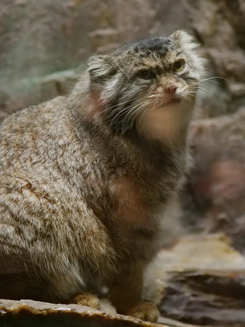 恩賜上野動物園のプリームラの写真