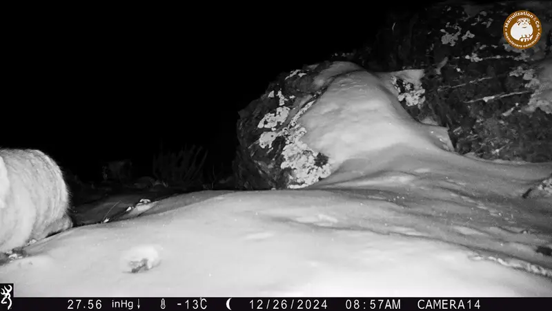 ジランディカメラトラップで撮影したOtocolobus manul manulの写真