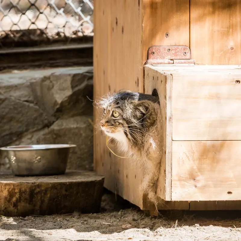 ノヴォシビルスク動物園のアデルの写真