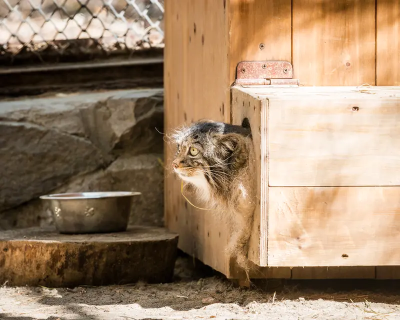 ノヴォシビルスク動物園のアデルの写真