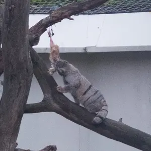 コルケアサーリ動物園のサイミの写真
