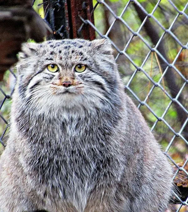 ノヴォシビルスク動物園のマヌルネコの写真