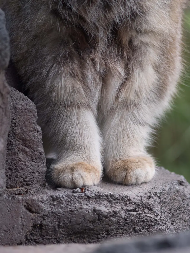 旭山動物園のグルーシャの写真