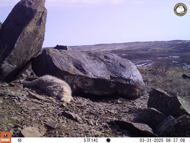 コシュカルカメラトラップで撮影したOtocolobus manul manulの写真