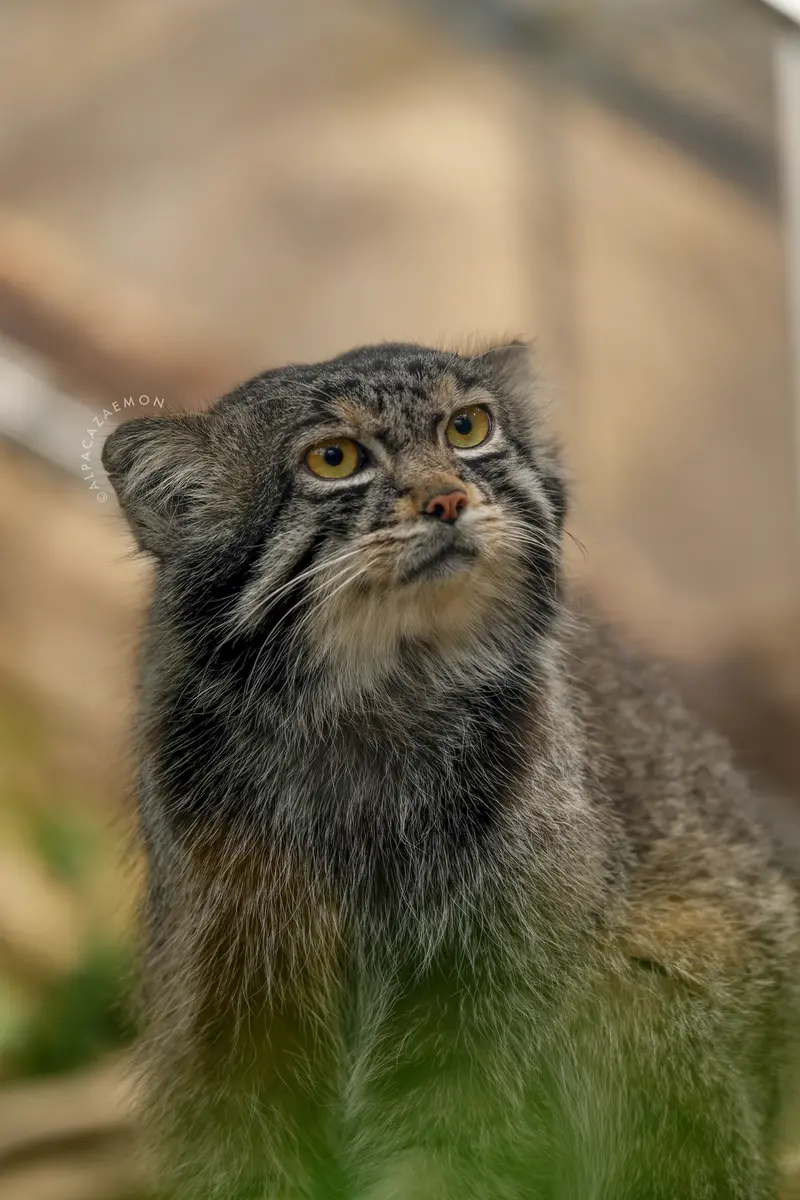 神戸どうぶつ王国のナルの写真