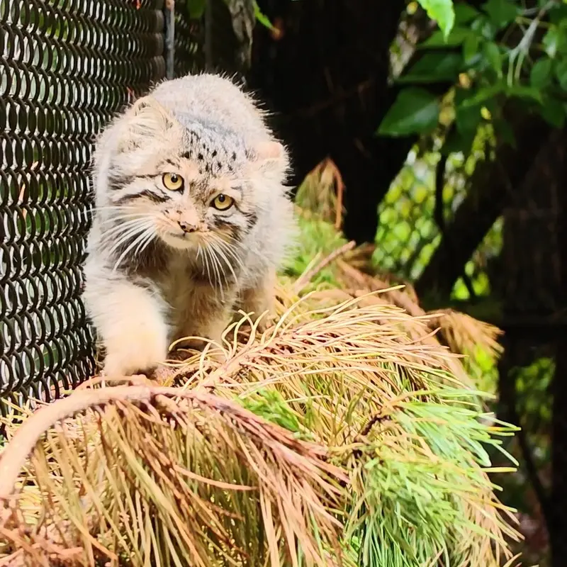 ノヴォシビルスク動物園のマヌルネコの写真