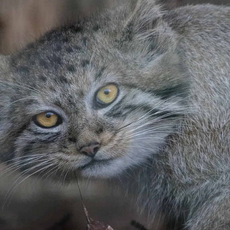 レニングラード動物園のマヌルネコの写真