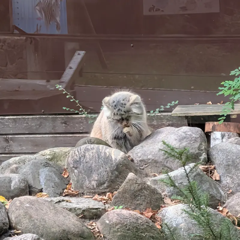 ポズナン新動物園のボジェンカの写真