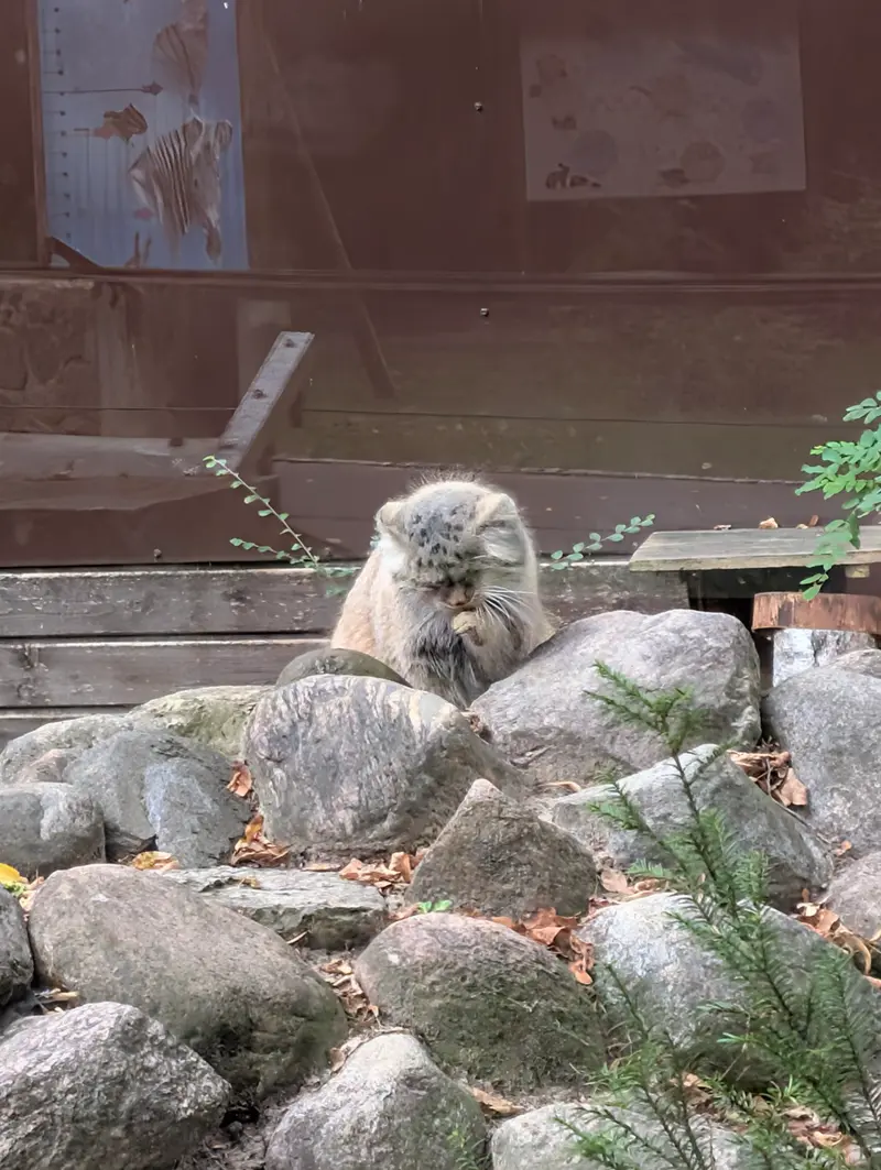 ポズナン新動物園のボジェンカの写真