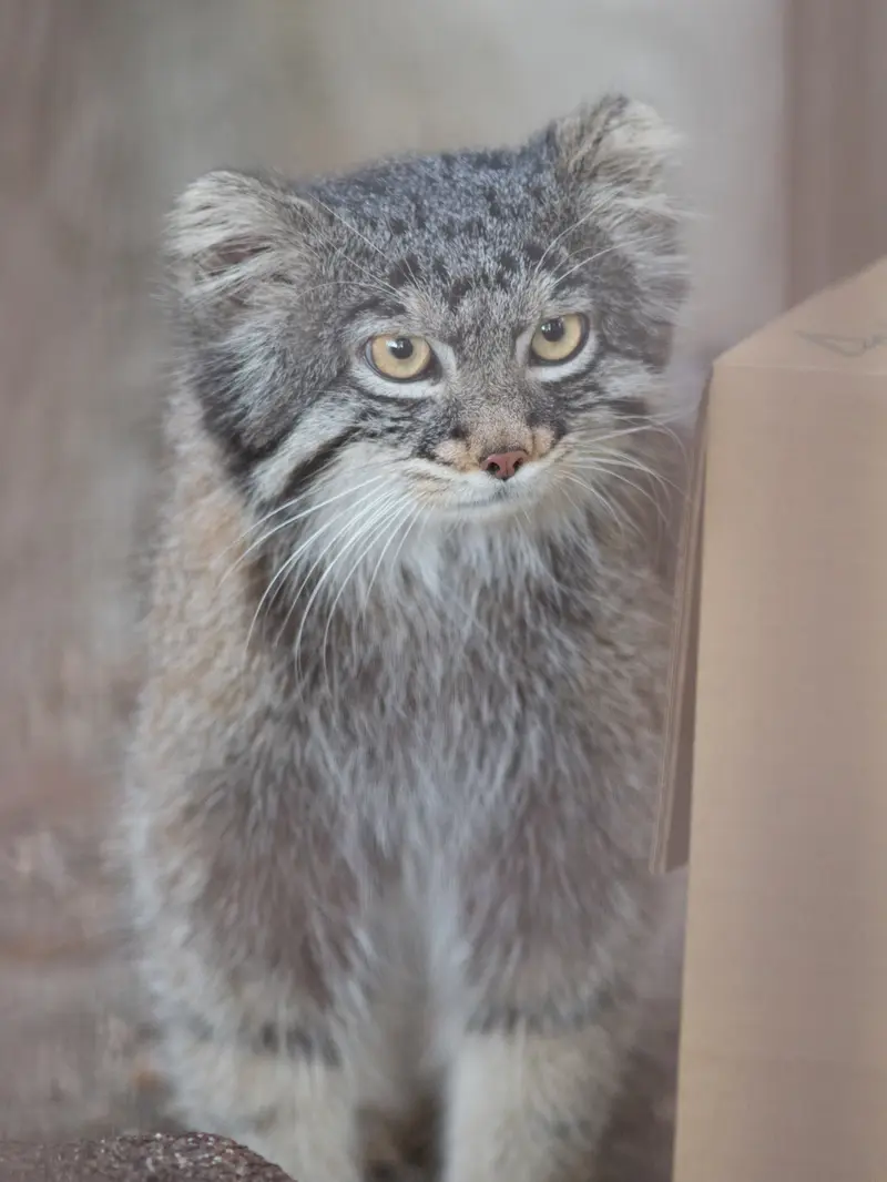 野毛山動物園のフィーガの写真