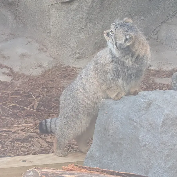 コロンバス動物園・水族館のミーラの写真