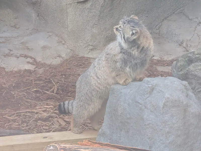 コロンバス動物園・水族館のミーラの写真