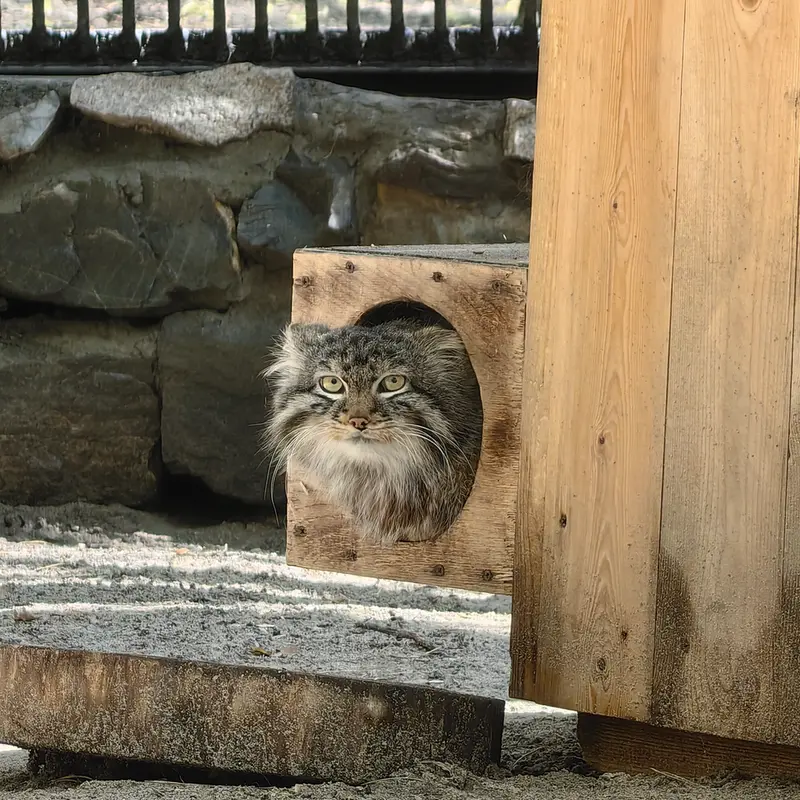 ノヴォシビルスク動物園のレオンの写真