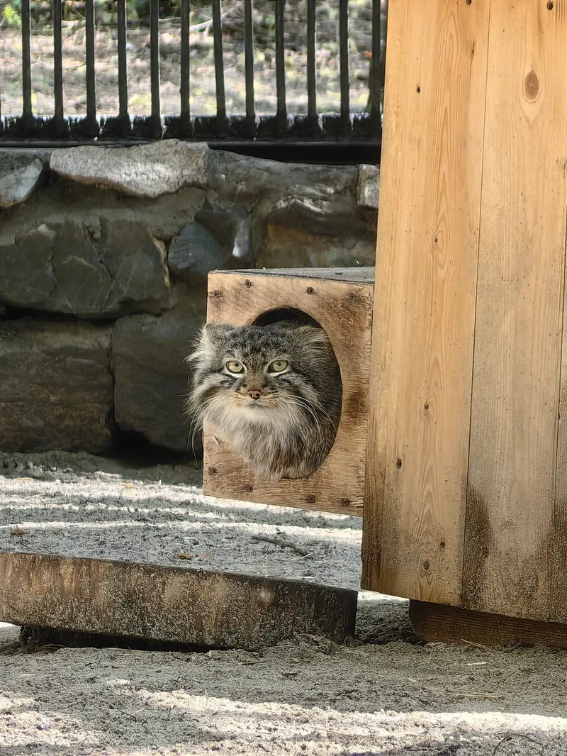 ノヴォシビルスク動物園のレオンの写真