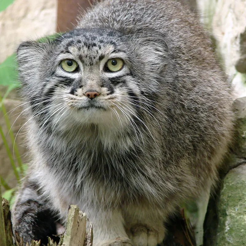 リガ動物園のハーストの写真