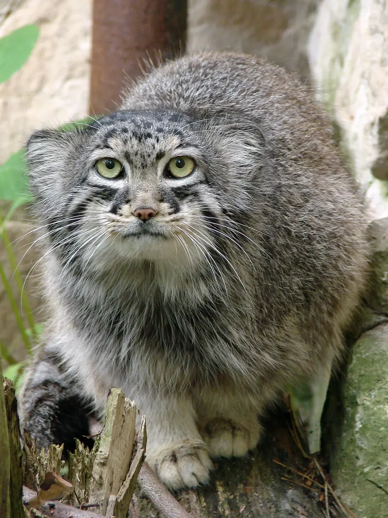 リガ動物園のハーストの写真