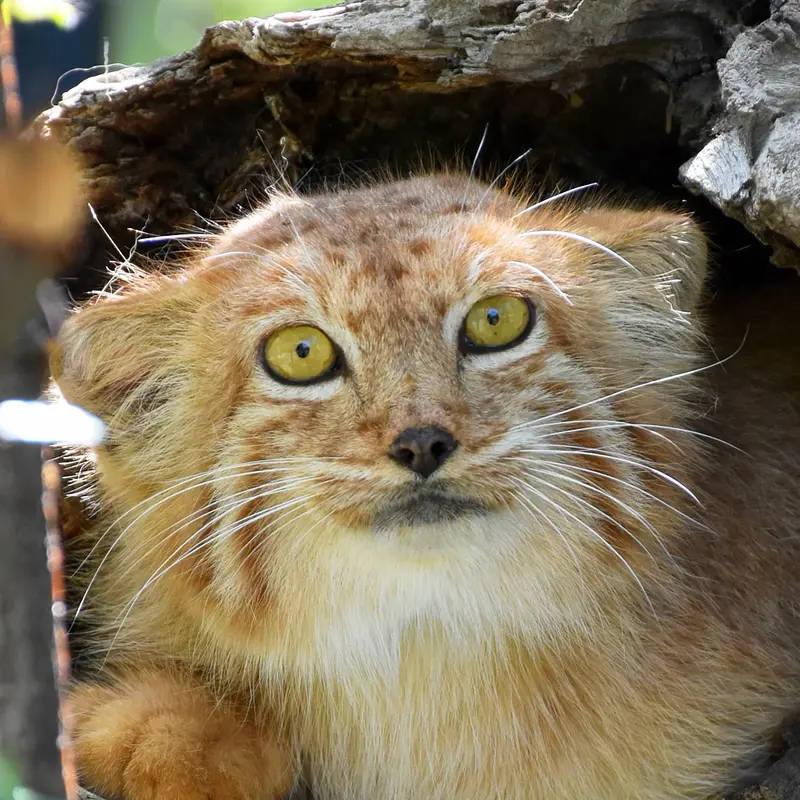 エレバン動物園のマヌルネコのナノー