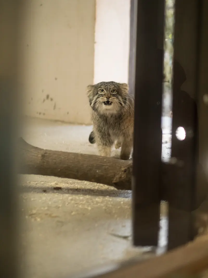 野毛山動物園のフィーガの写真