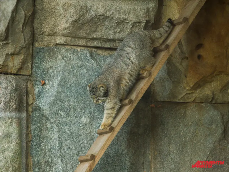 モスクワ動物園のヴァルヴァラの写真