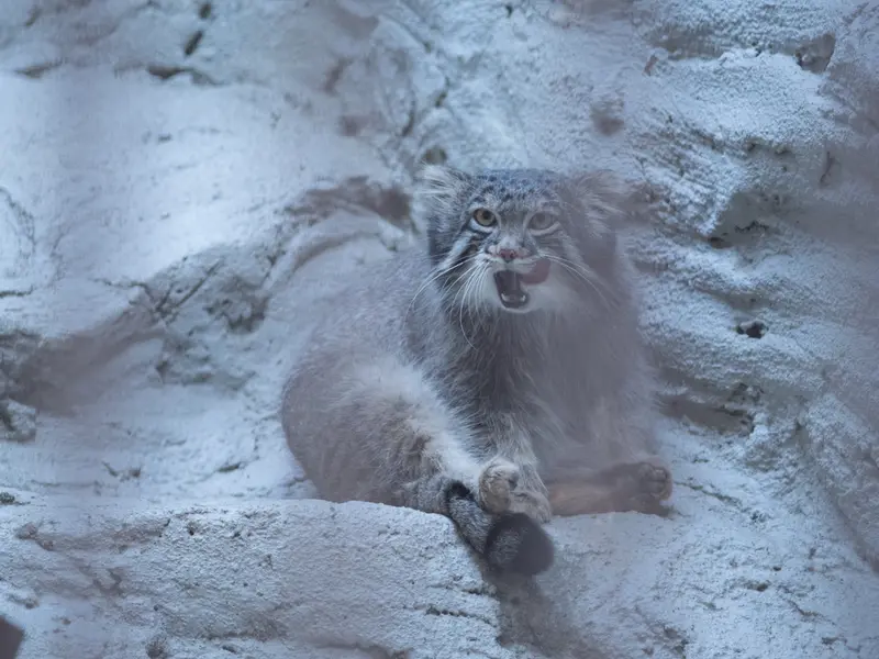 野毛山動物園のフィーガの写真