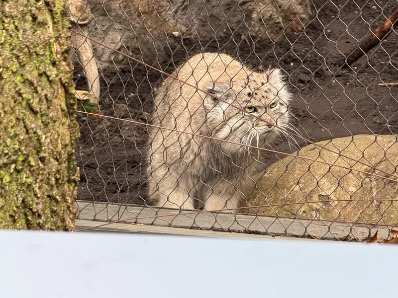 プロスペクト・パーク動物園のバトゥの写真