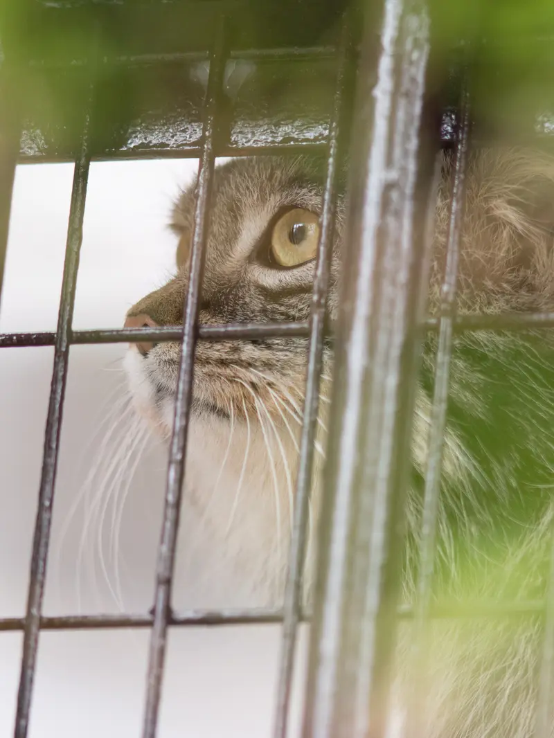 野毛山動物園のフィーガの写真