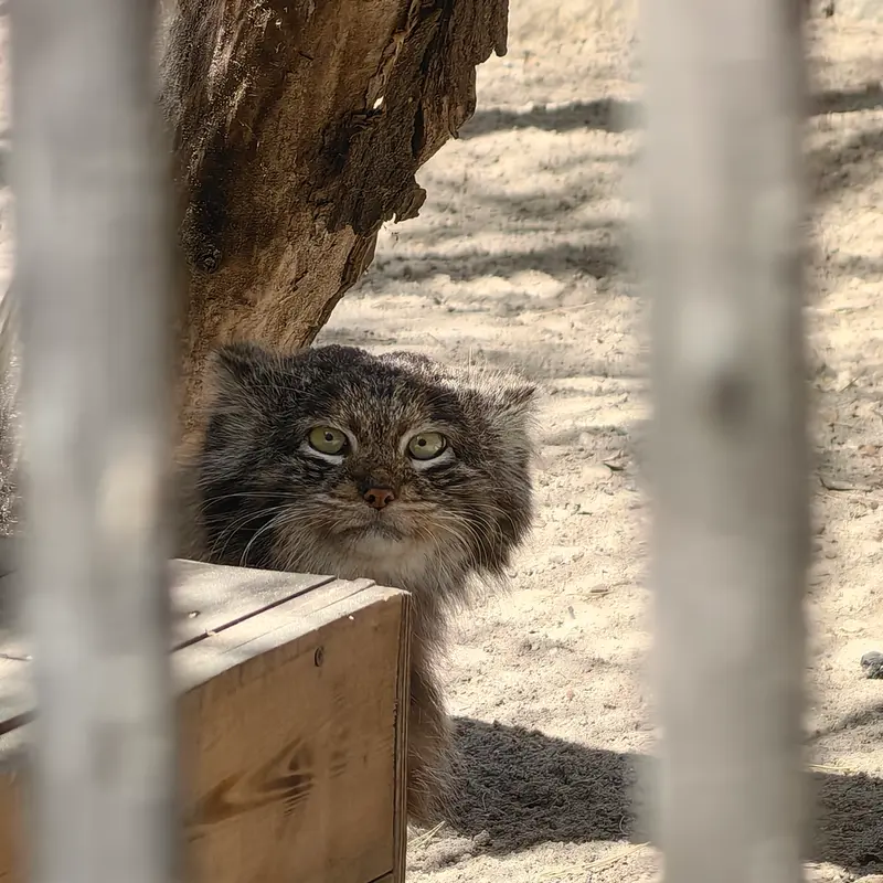 ノヴォシビルスク動物園のマリクの写真