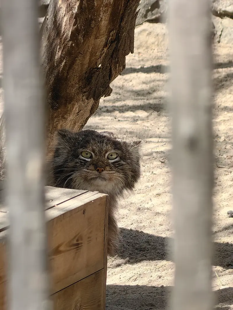 ノヴォシビルスク動物園のマリクの写真