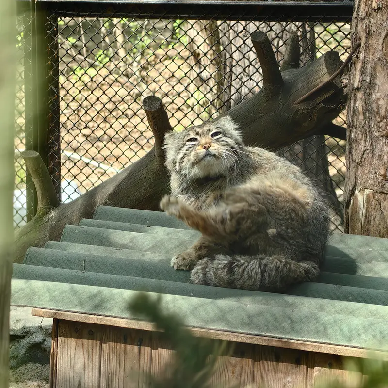 ノヴォシビルスク動物園のゼレノゴルスクの写真