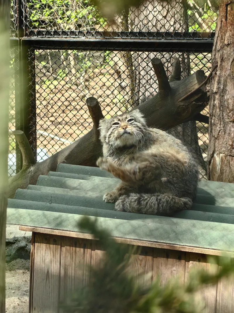 ノヴォシビルスク動物園のゼレノゴルスクの写真