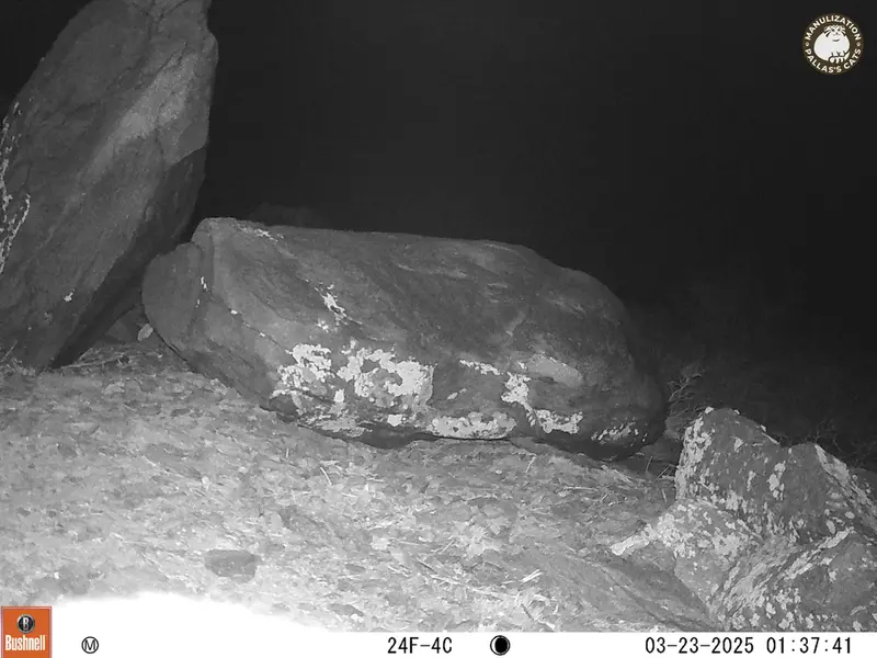 コシュカルカメラトラップで撮影したOtocolobus manul manulの写真