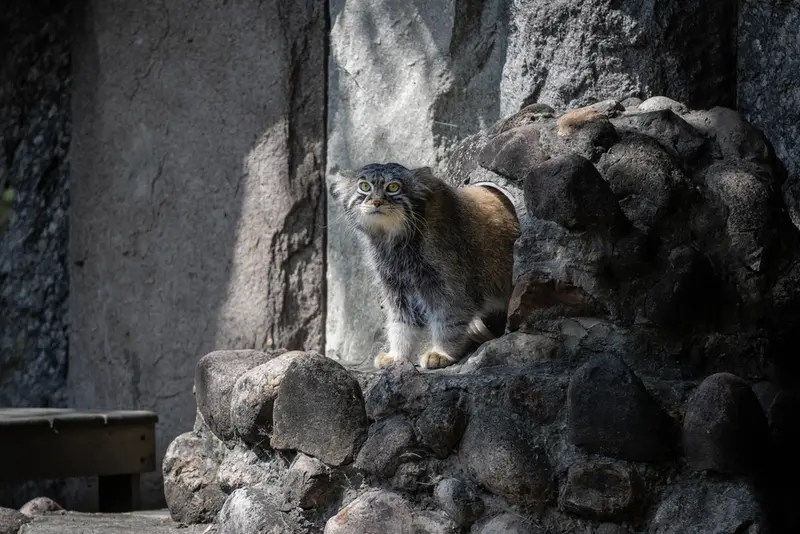 モスクワ動物園のティモフェイの写真