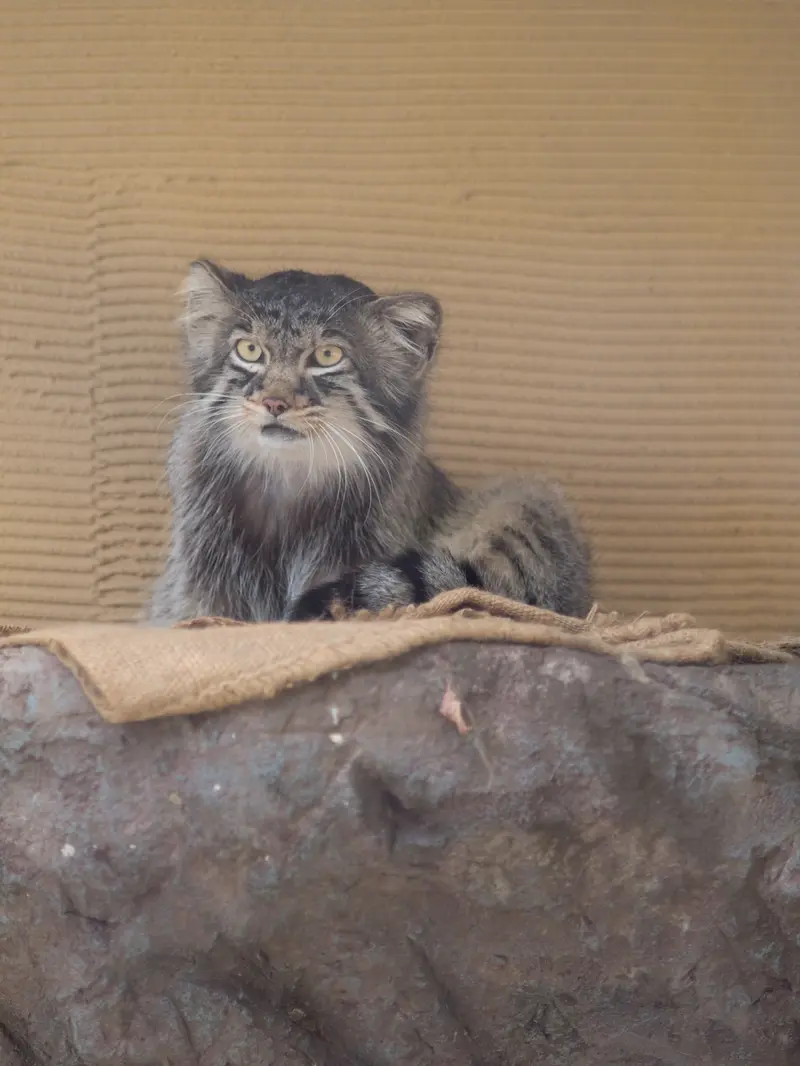 旭山動物園のヒデの写真