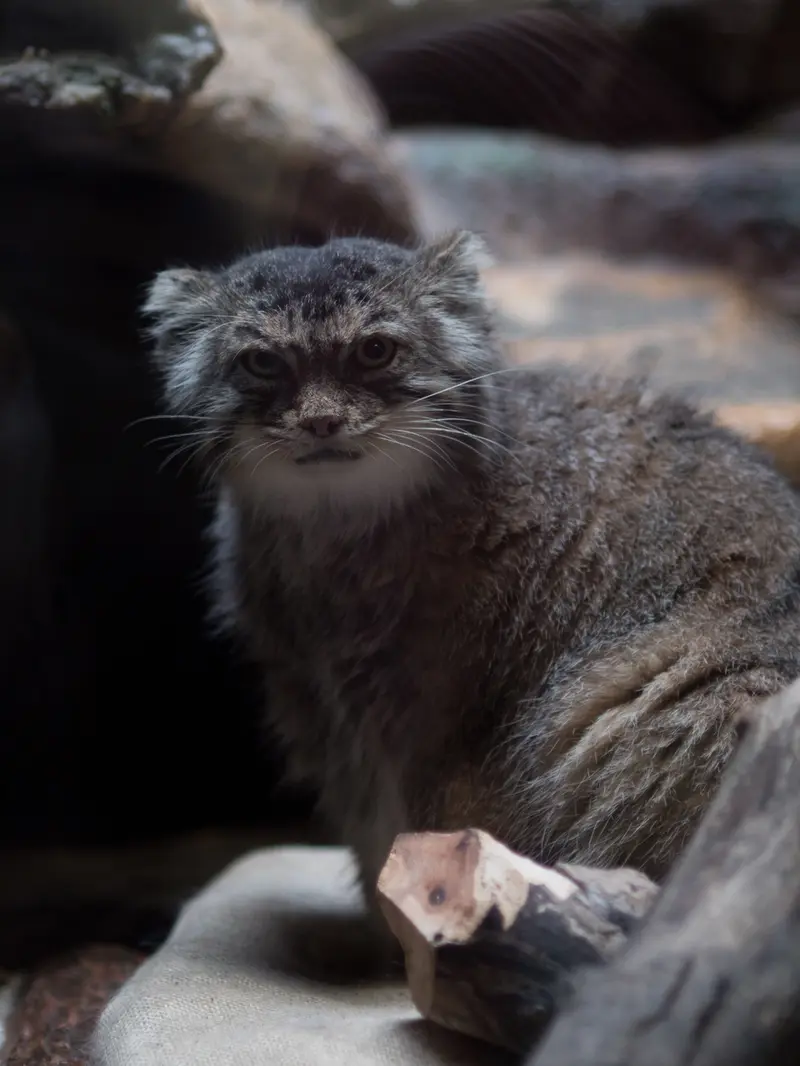 恩賜上野動物園のプリームラの写真
