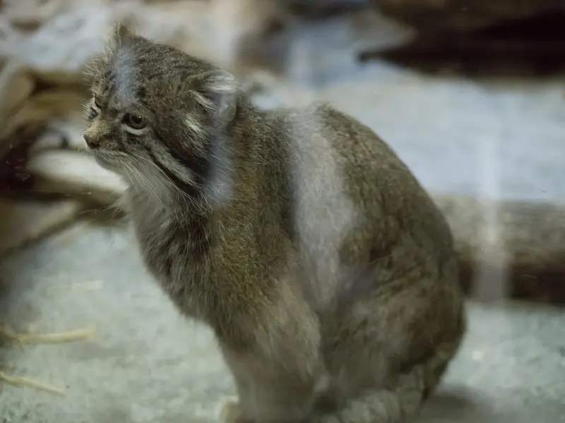 恩賜上野動物園のクリョンの写真