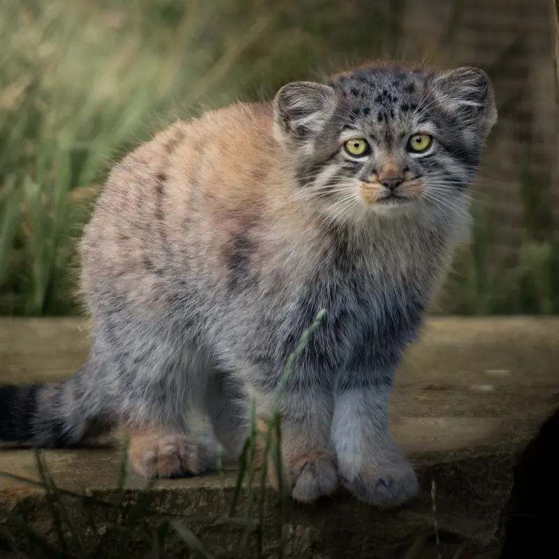 ポート・リムプネ・ワイルド・アニマル・パークのナムーの子猫 b. 2026 Ⅲの写真