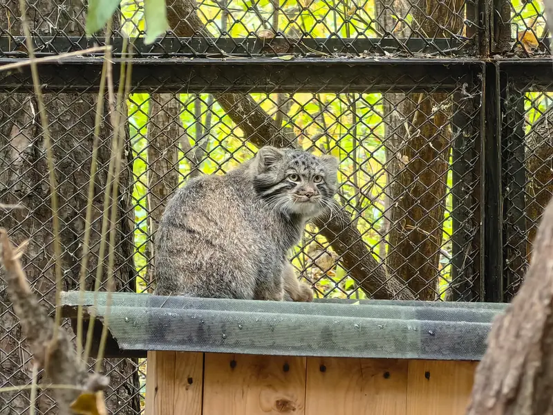 ノヴォシビルスク動物園のマヌルネコの写真